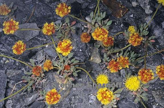 eriogonum rosense var rosense 2 grqphic